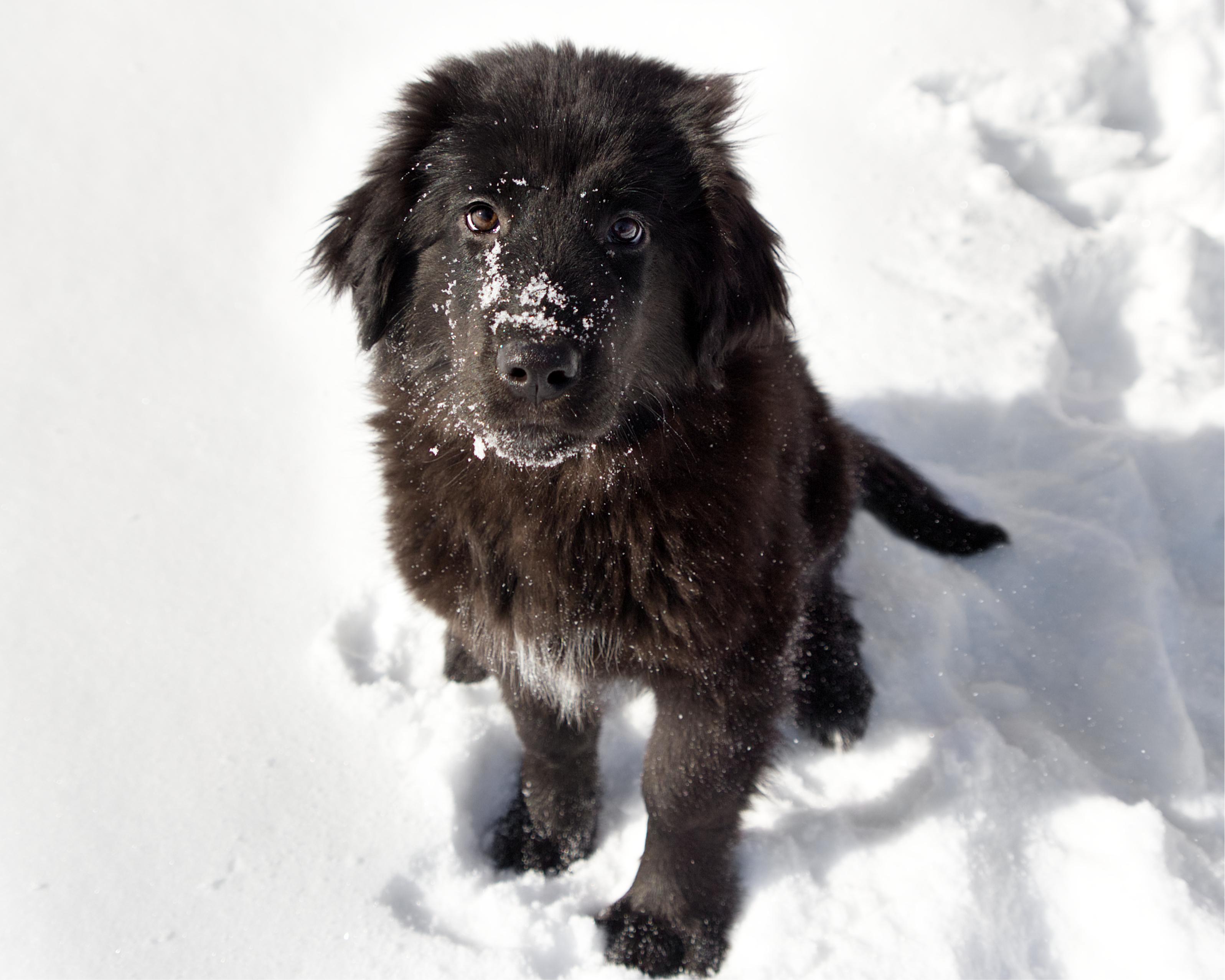 Enlarge Skittles, an adopted mixed breed in Winnipeg, MB image 1/3