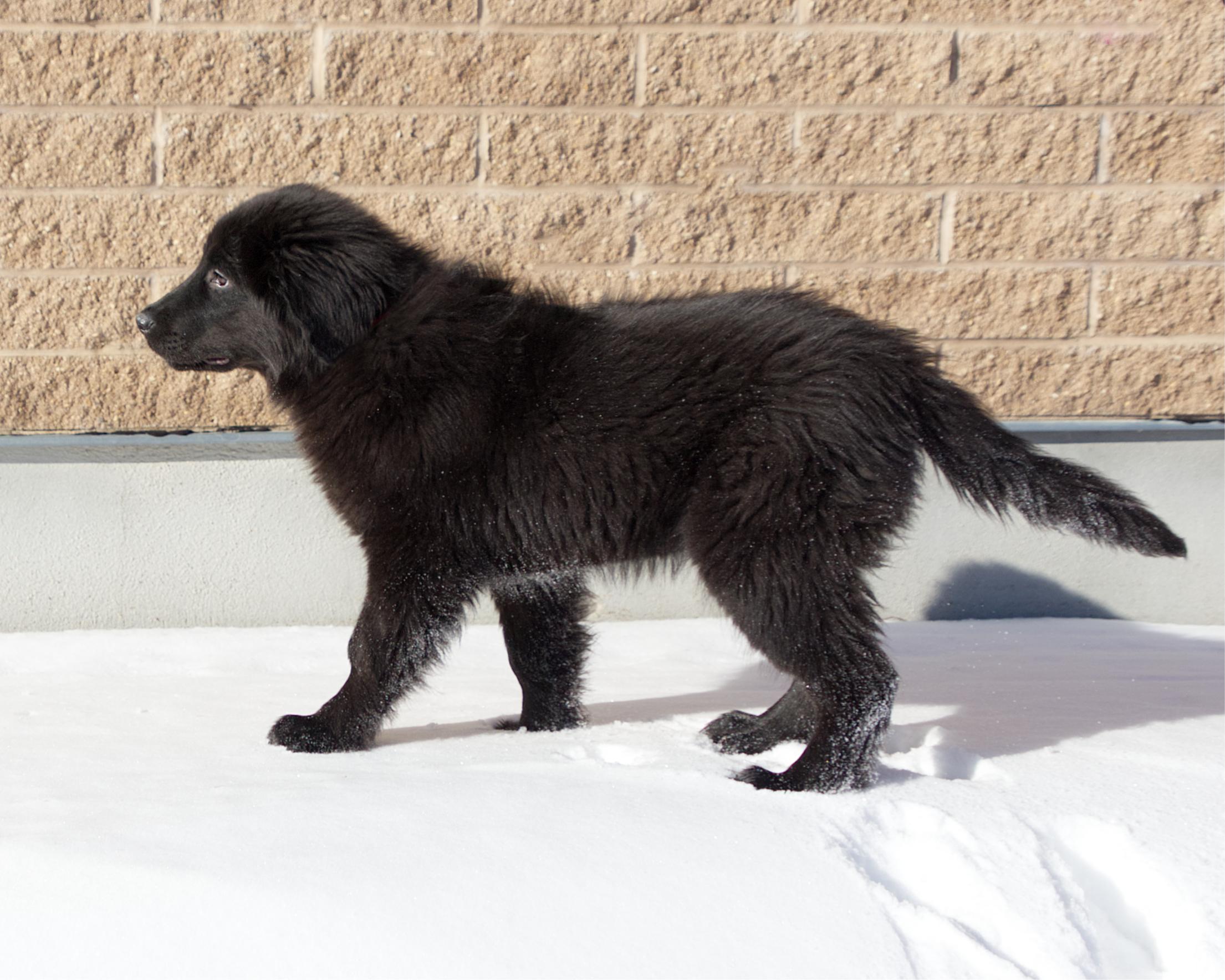 Enlarge Skittles, an adopted mixed breed in Winnipeg, MB image 3/3