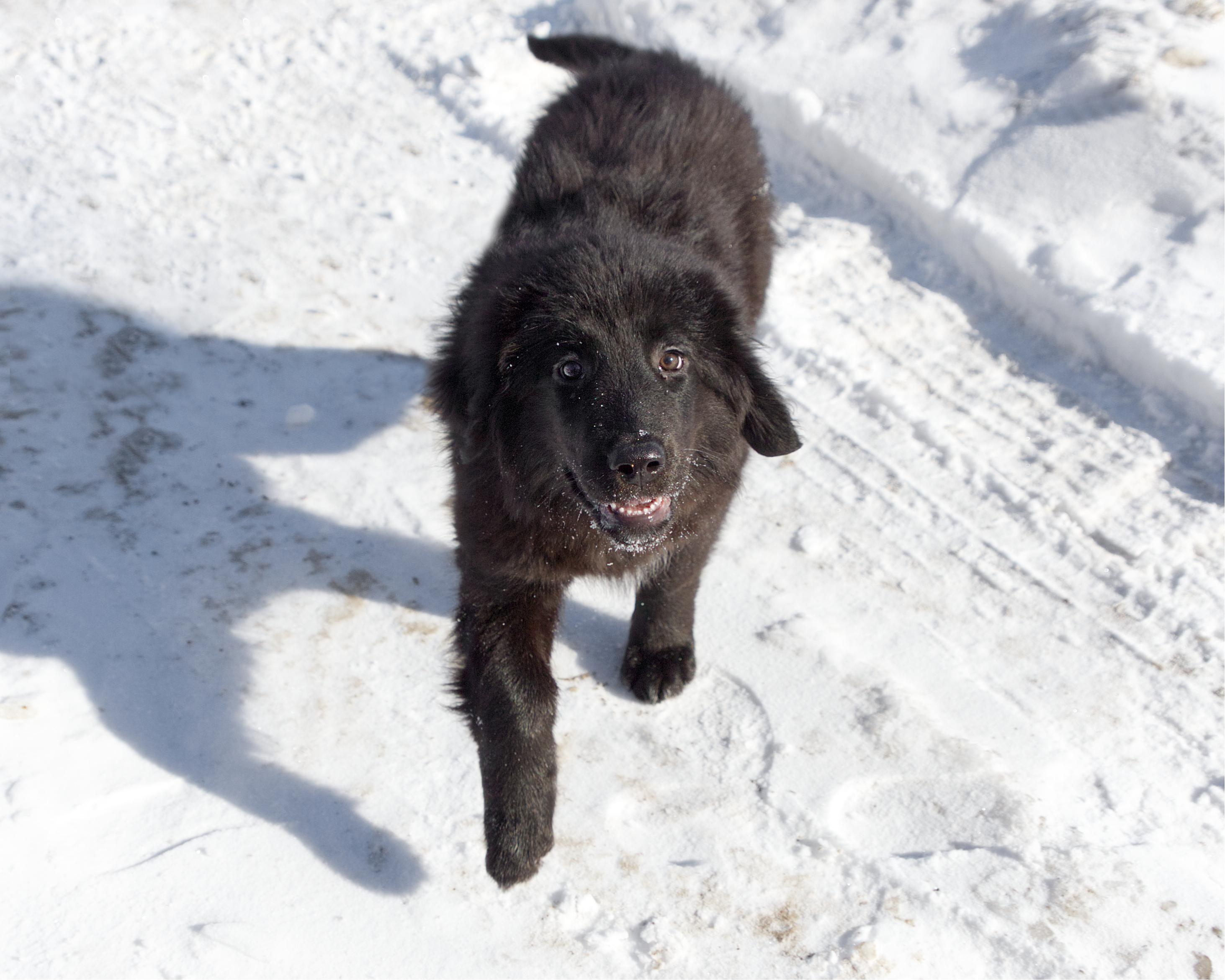 Enlarge Skittles, an adopted mixed breed in Winnipeg, MB image 2/3