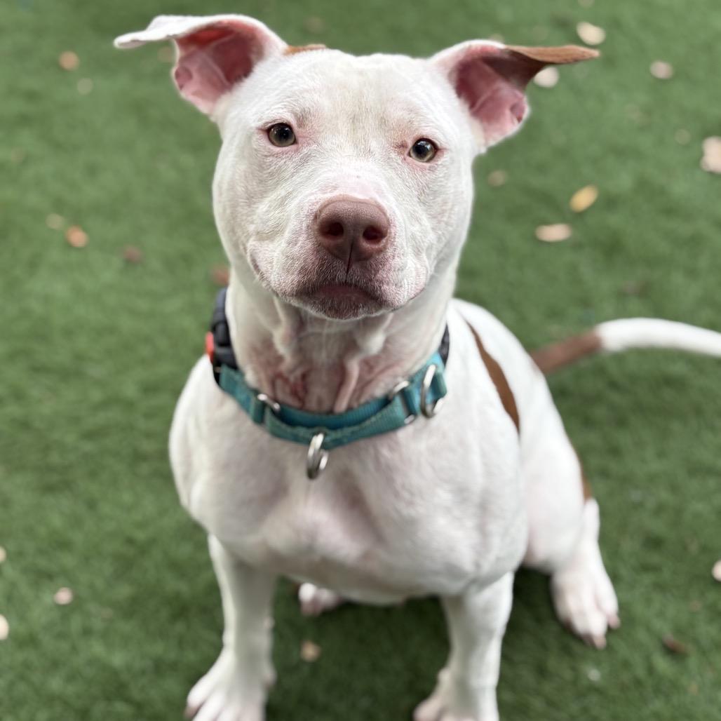 Enlarge Lucy, a Adoptable Pit Bull Terrier in Lutz, FL image 1/5