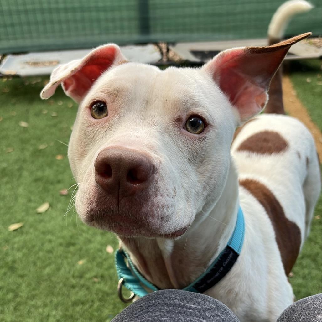 Enlarge Lucy, a Adoptable Pit Bull Terrier in Lutz, FL image 2/5