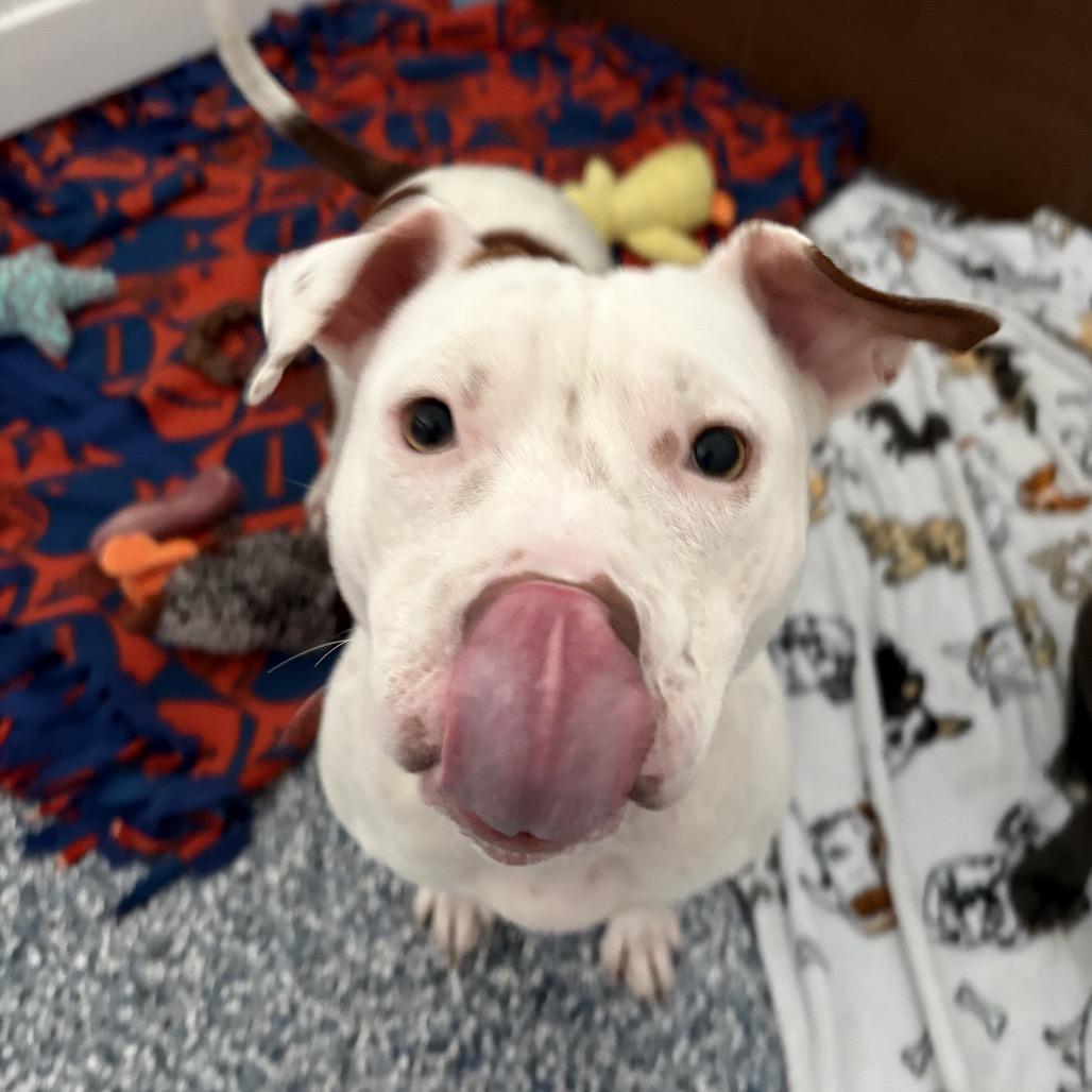 Enlarge Lucy, a Adoptable Pit Bull Terrier in Lutz, FL image 3/5