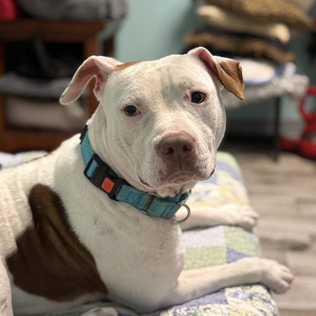 Enlarge Lucy, a Adoptable Pit Bull Terrier in Lutz, FL image 4/5