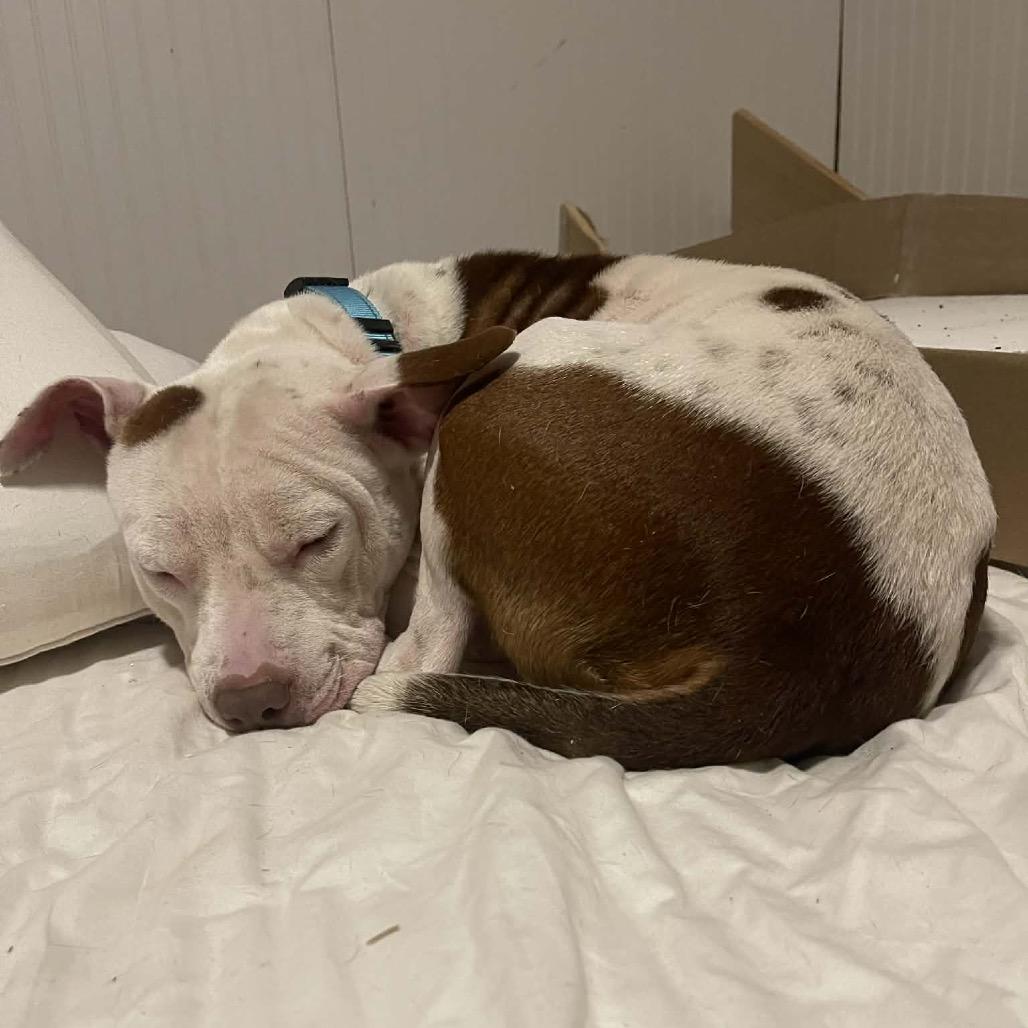 Enlarge Lucy, a Adoptable Pit Bull Terrier in Lutz, FL image 5/5