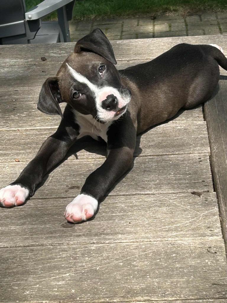 Enzo, a Adopted mixed breed in Bristol, WI image 1/6