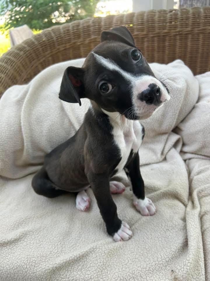 Enzo, a Adopted mixed breed in Bristol, WI image 2/6