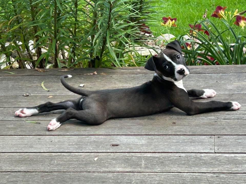 Enzo, a Adopted mixed breed in Bristol, WI image 3/6