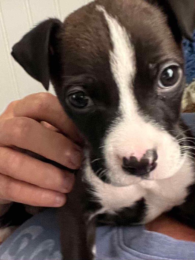 Enzo, a Adopted mixed breed in Bristol, WI image 4/6