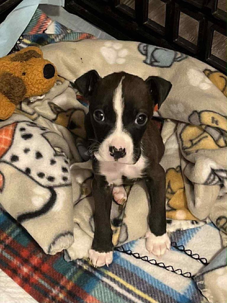 Enzo, a Adopted mixed breed in Bristol, WI image 5/6