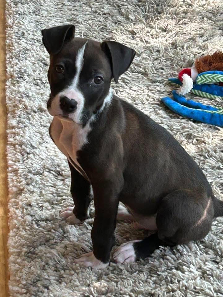 Enzo, a Adopted mixed breed in Bristol, WI image 6/6