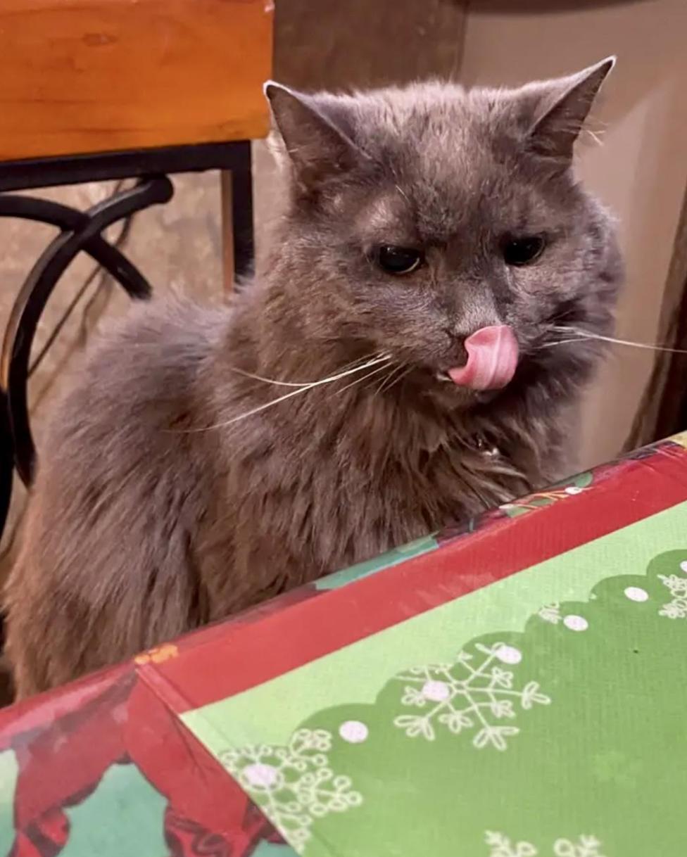 Enlarge Carmen - Beautiful 18 Year Old Fluffy Girl!, a Adoptable Domestic Long Hair in Quentin, PA image 2/3