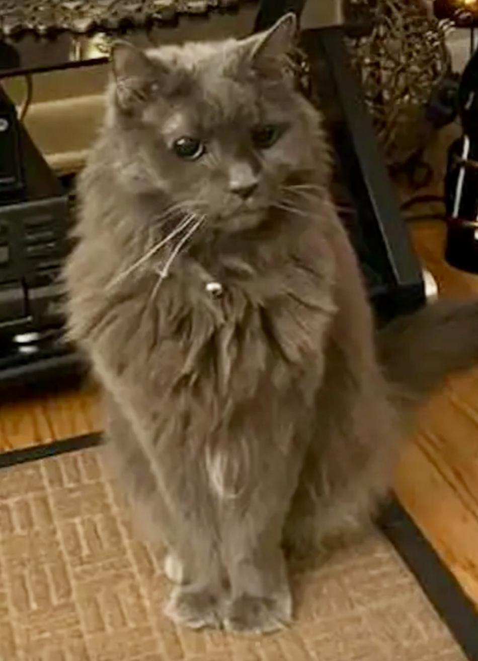 Enlarge Carmen - Beautiful 18 Year Old Fluffy Girl!, a Adoptable Domestic Long Hair in Quentin, PA image 3/3
