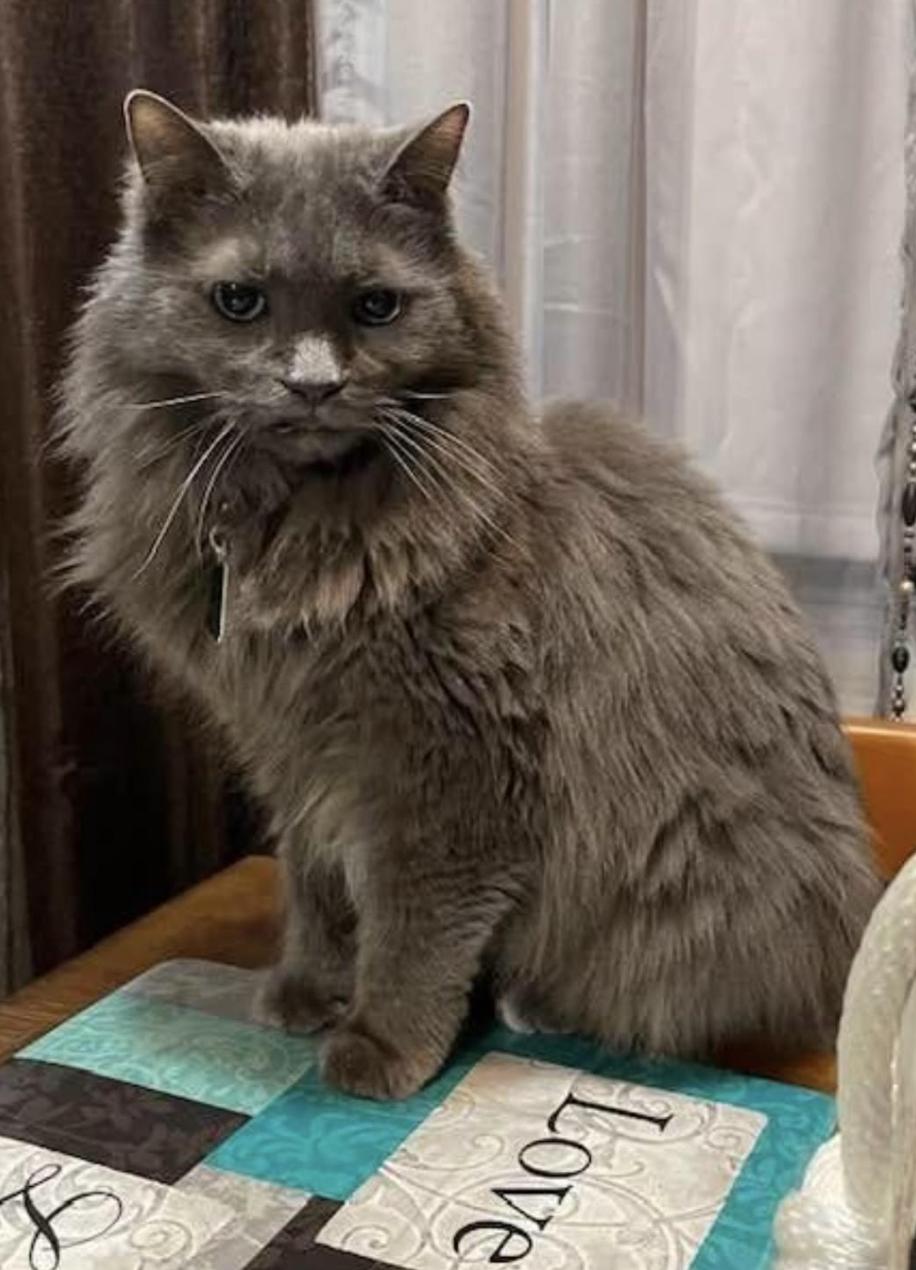 Enlarge Carmen - Beautiful 18 Year Old Fluffy Girl!, a Adoptable Domestic Long Hair in Quentin, PA image 1/3