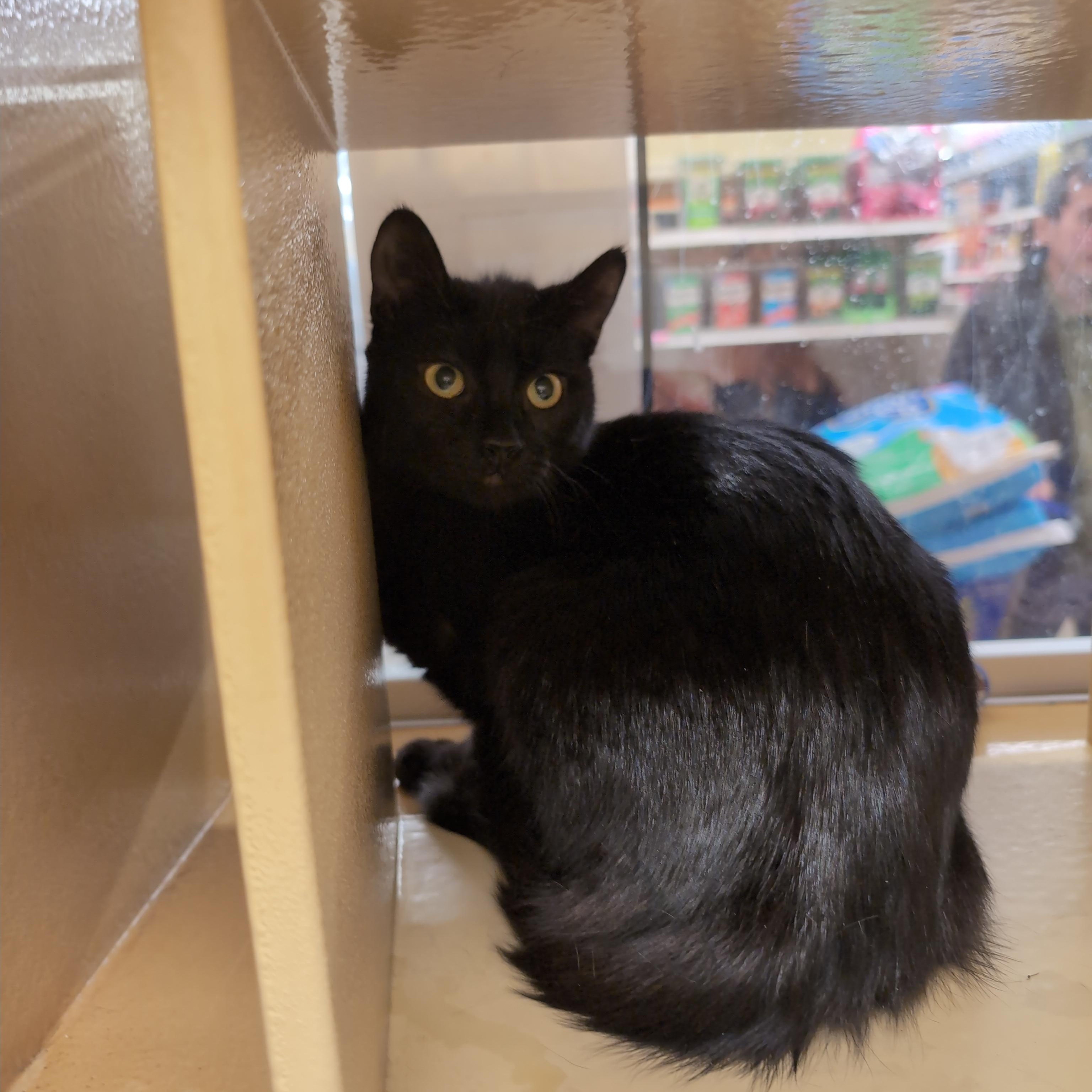 Enlarge Skye, an adopted Domestic Short Hair in Cambridge, MA image 4/5