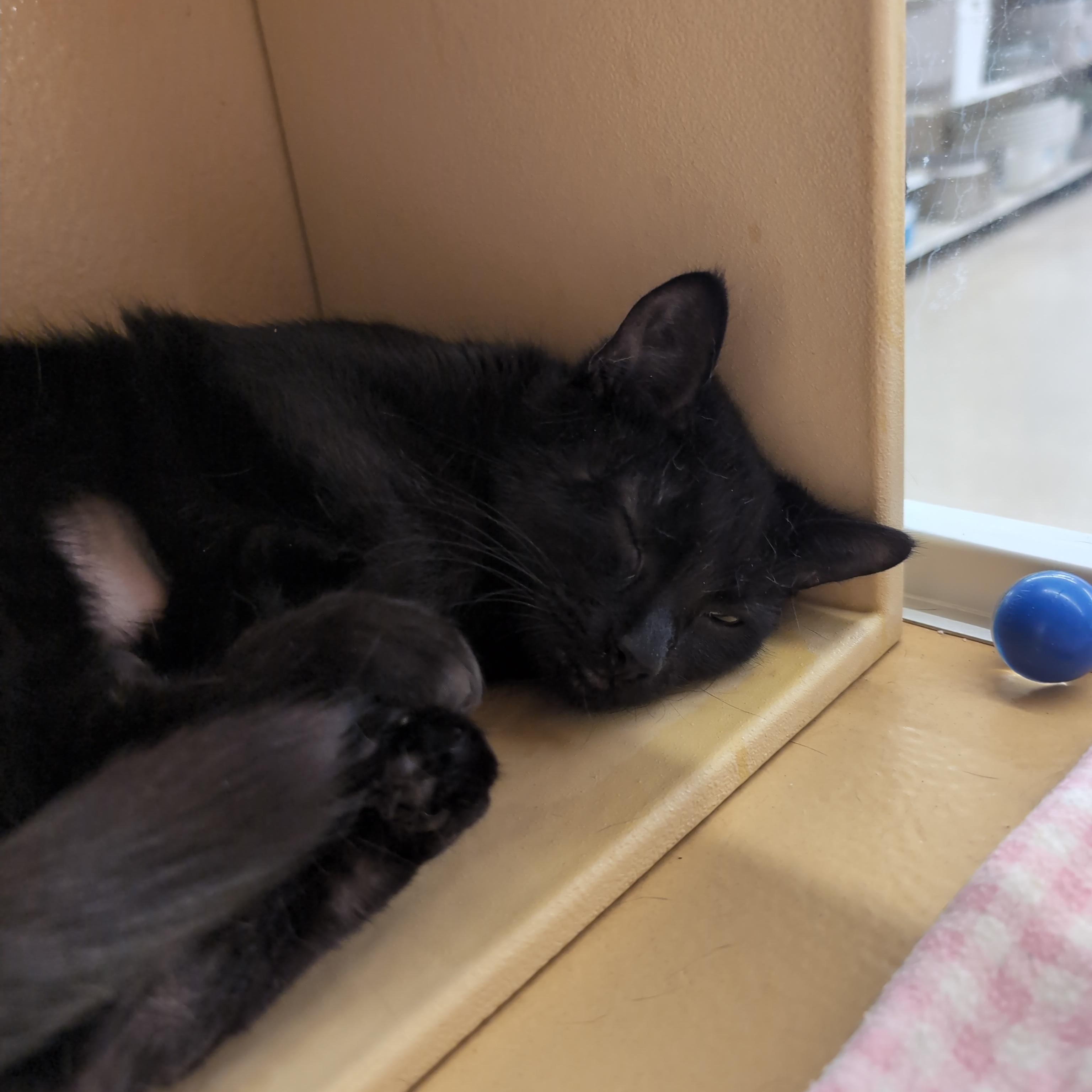 Enlarge Skye, an adopted Domestic Short Hair in Cambridge, MA image 5/5