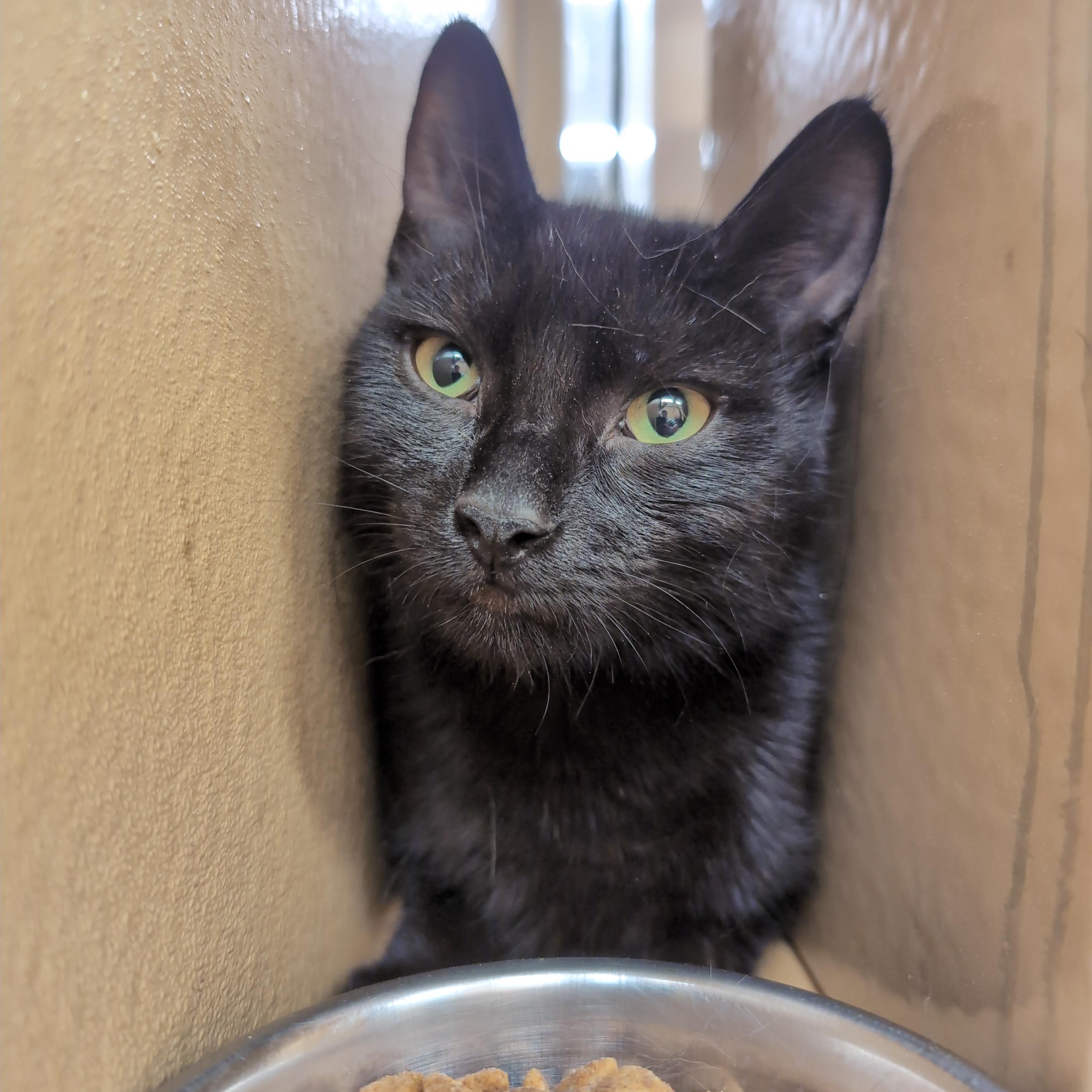 Enlarge Skye, an adopted Domestic Short Hair in Cambridge, MA image 3/5