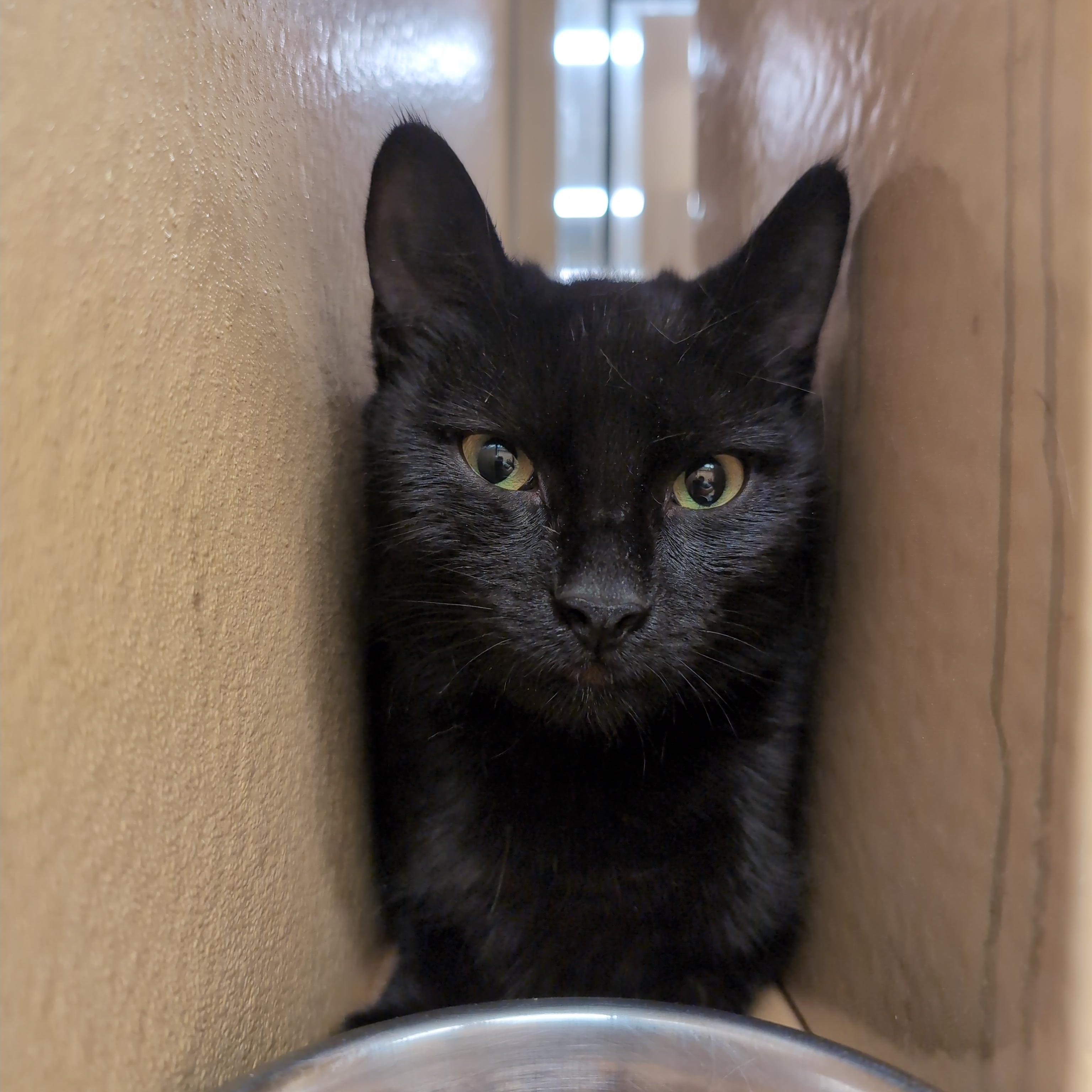 Enlarge Skye, an adopted Domestic Short Hair in Cambridge, MA image 2/5