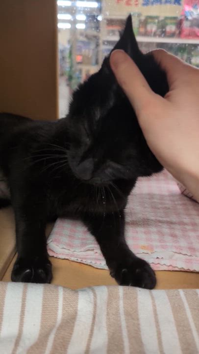 Enlarge Skye, an adopted Domestic Short Hair in Cambridge, MA video 1/5