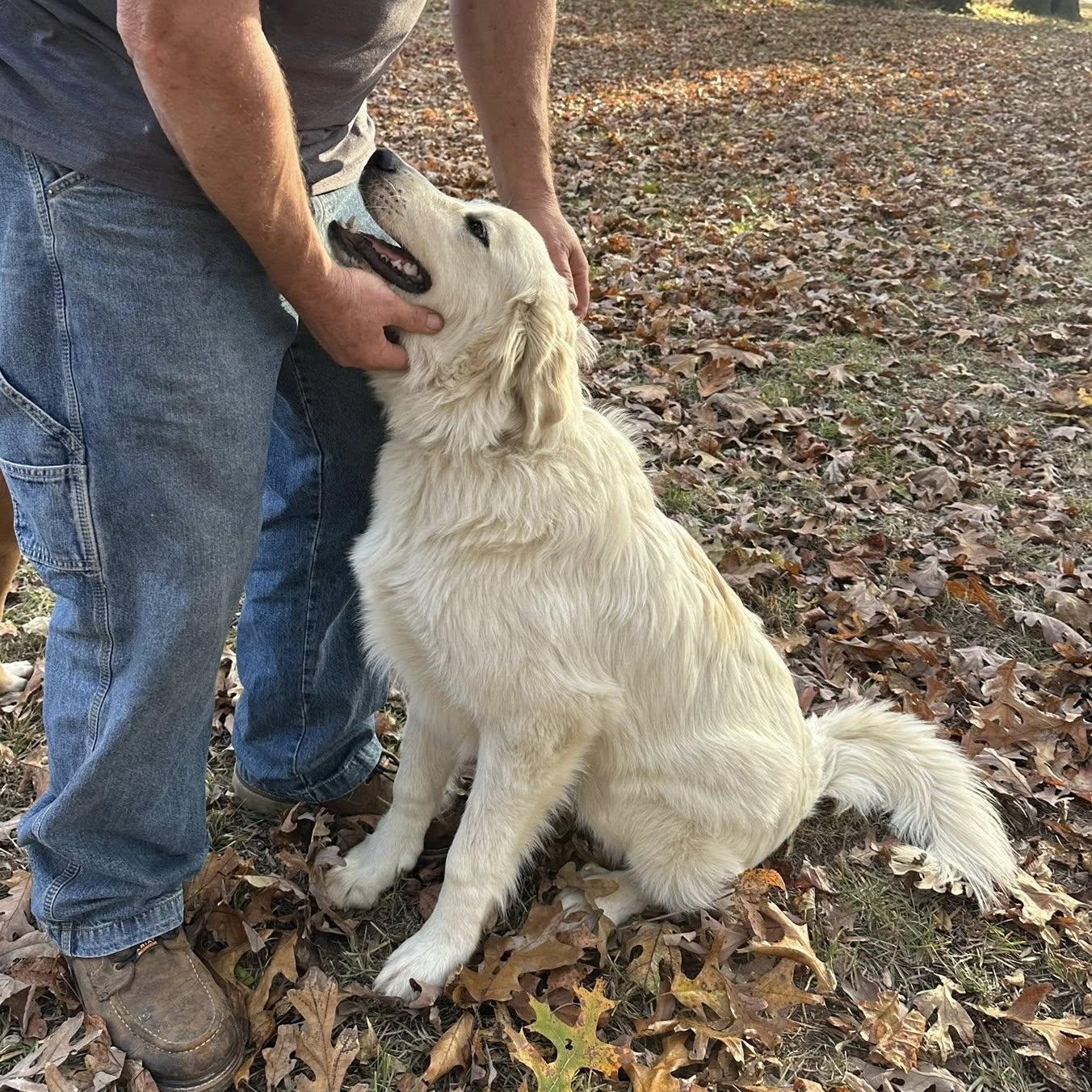 Enlarge Cloud, a ADOPTABLE mixed breed in Hopkinton, MA image 1/5