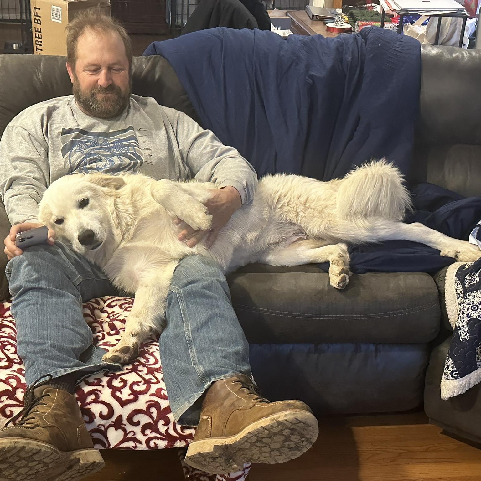 Enlarge Cloud, a ADOPTABLE mixed breed in Hopkinton, MA image 2/5