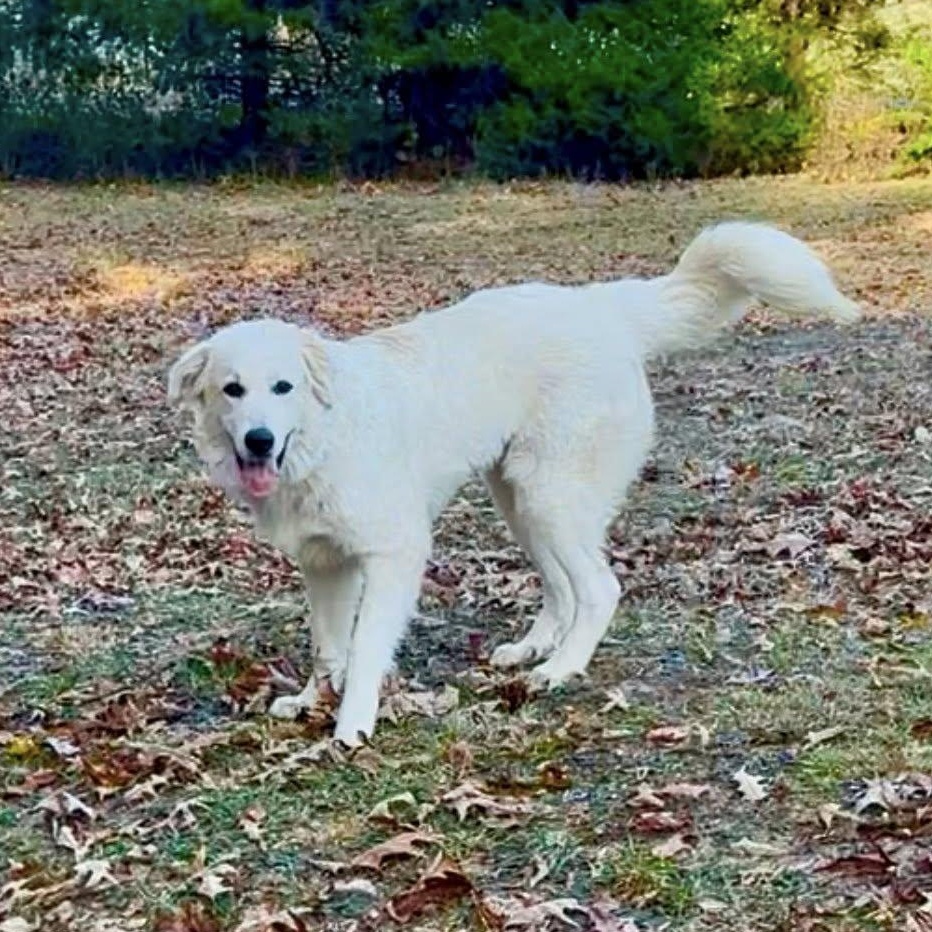 Enlarge Cloud, a ADOPTABLE mixed breed in Hopkinton, MA image 3/5