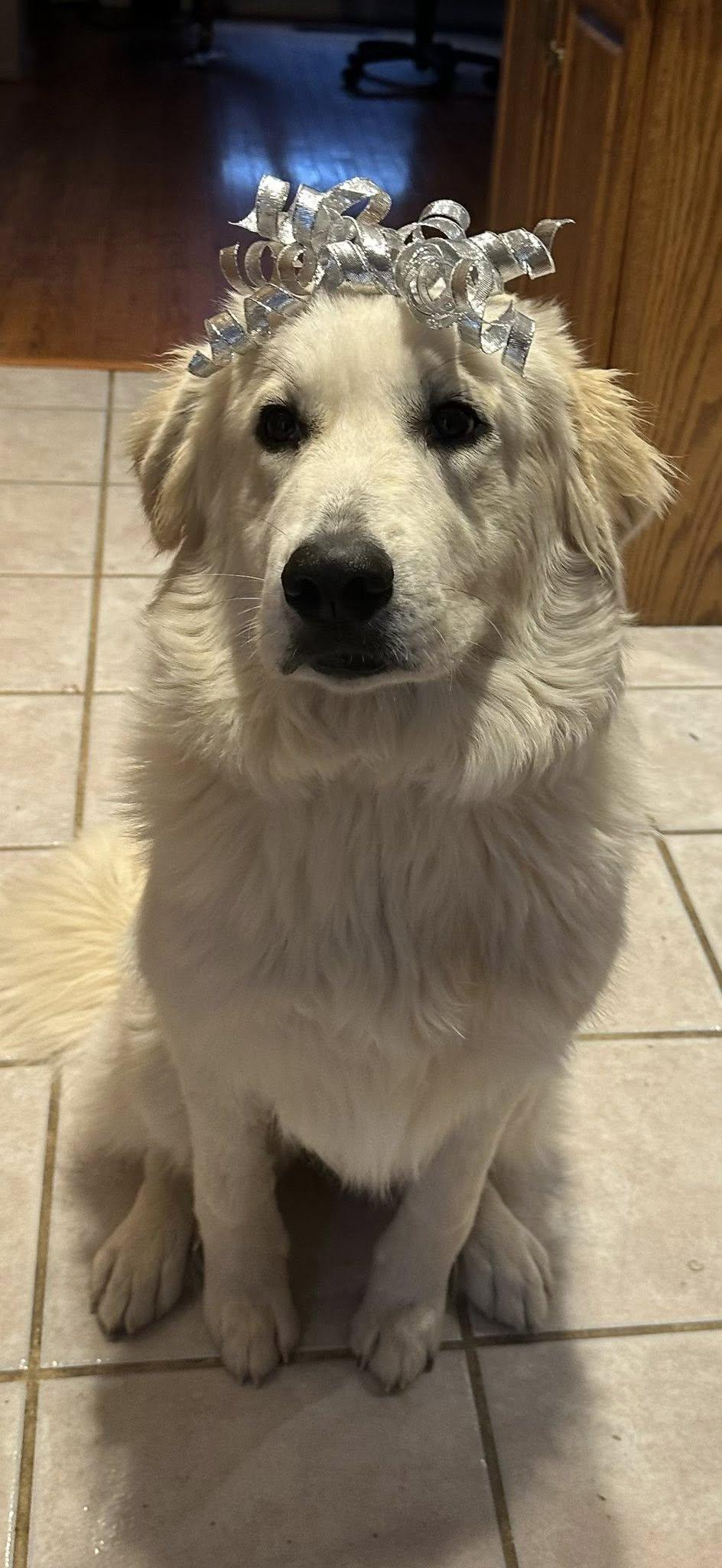 Enlarge Cloud, a ADOPTABLE mixed breed in Hopkinton, MA image 4/5