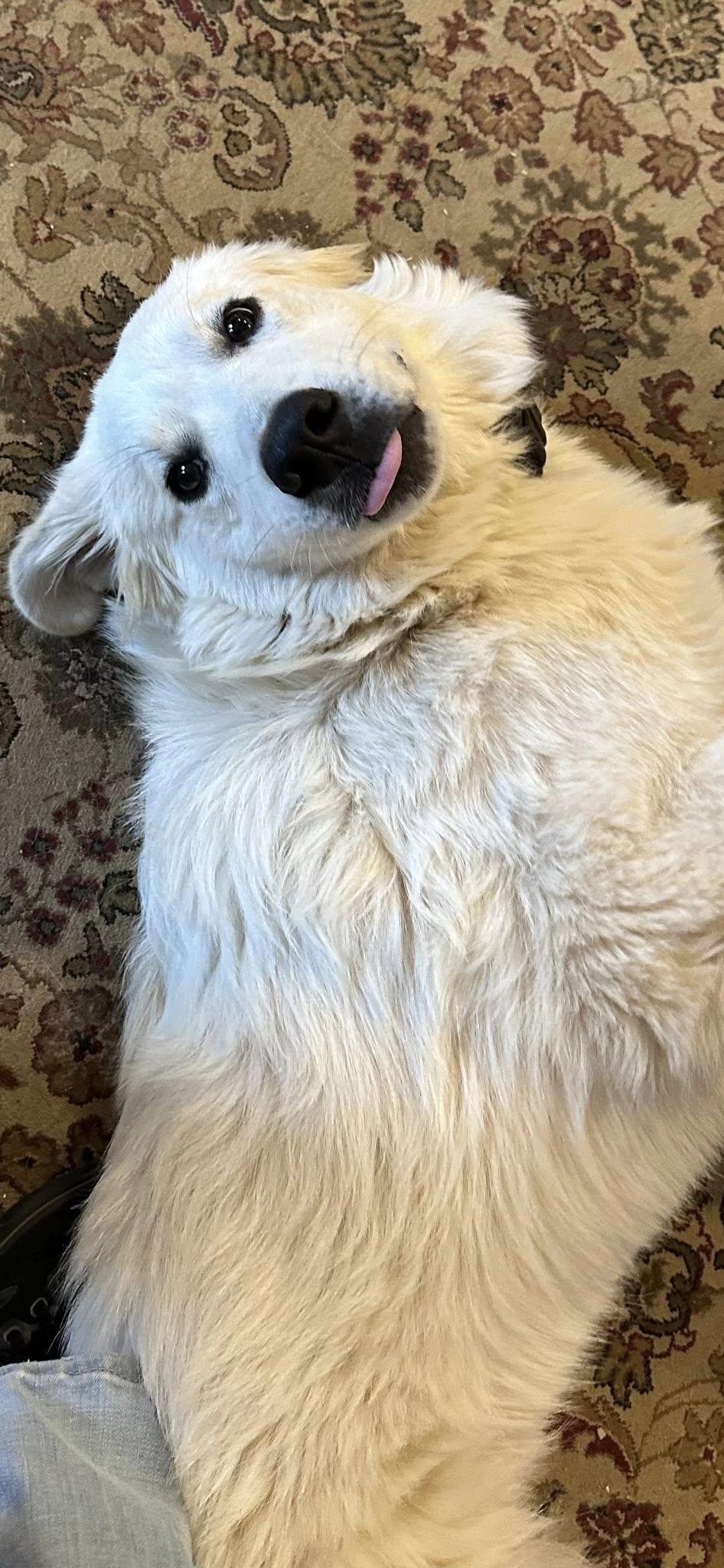 Enlarge Cloud, a ADOPTABLE mixed breed in Hopkinton, MA image 5/5