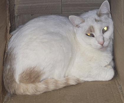 Enlarge Dixie Dude, a Adoptable Domestic Short Hair in Anderson, IN image 1/1