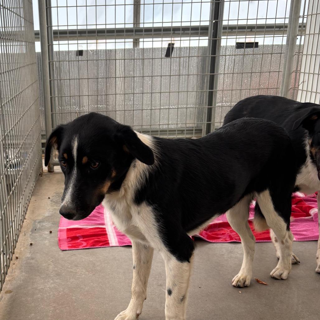 Lucy, Adoptable, Young Female Coonhound.