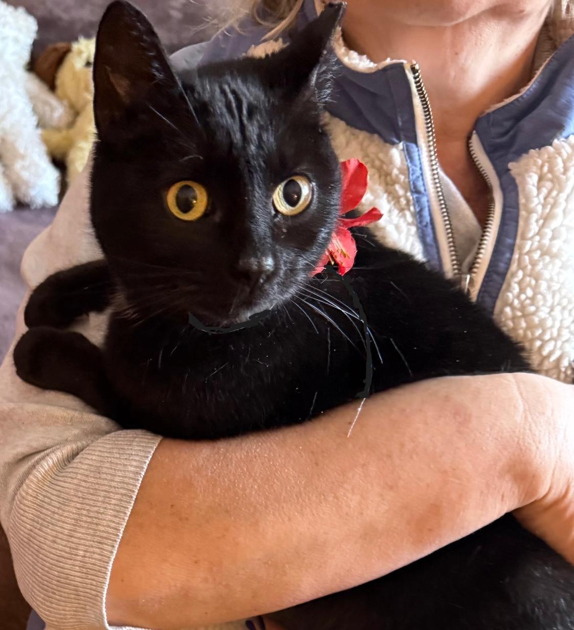 Enlarge Nora, a ADOPTABLE Domestic Short Hair in Brooklyn, NY image 1/2