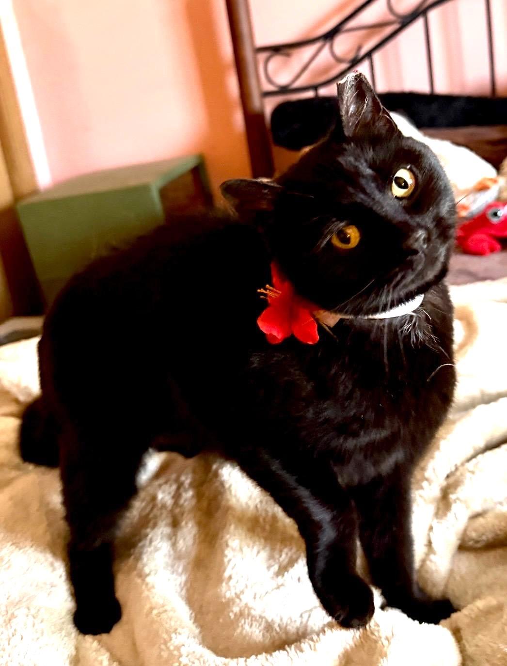 Enlarge Nora, a ADOPTABLE Domestic Short Hair in Brooklyn, NY image 2/2