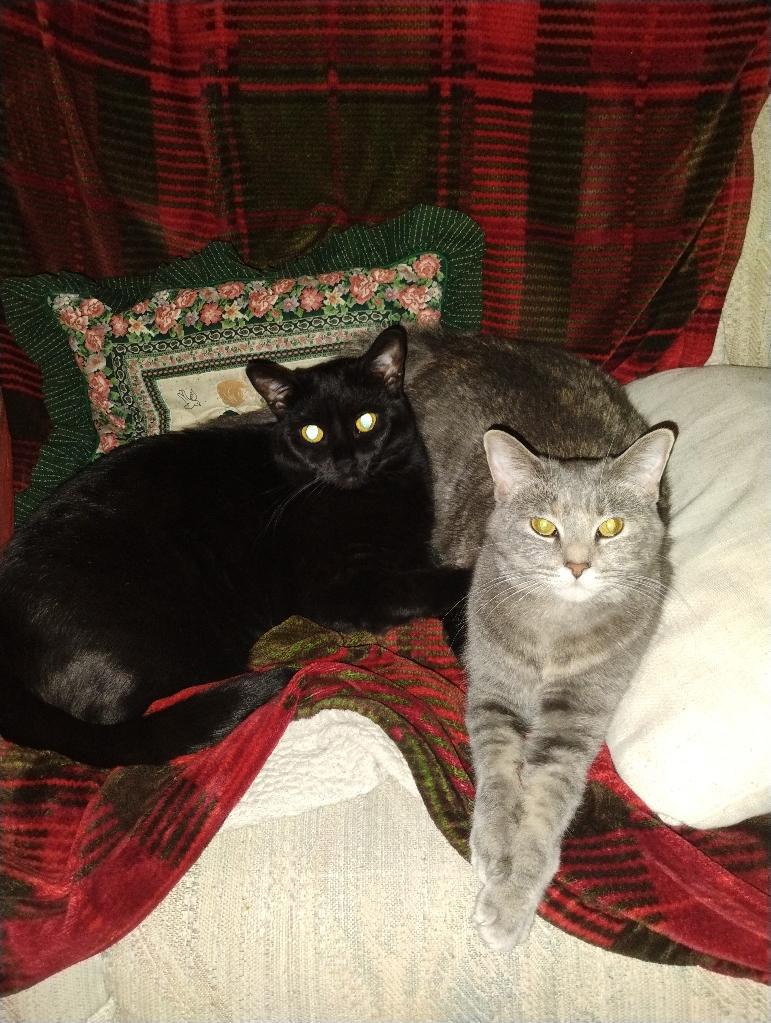 G and B - Courtesy Post, Young Female Domestic Short Hair