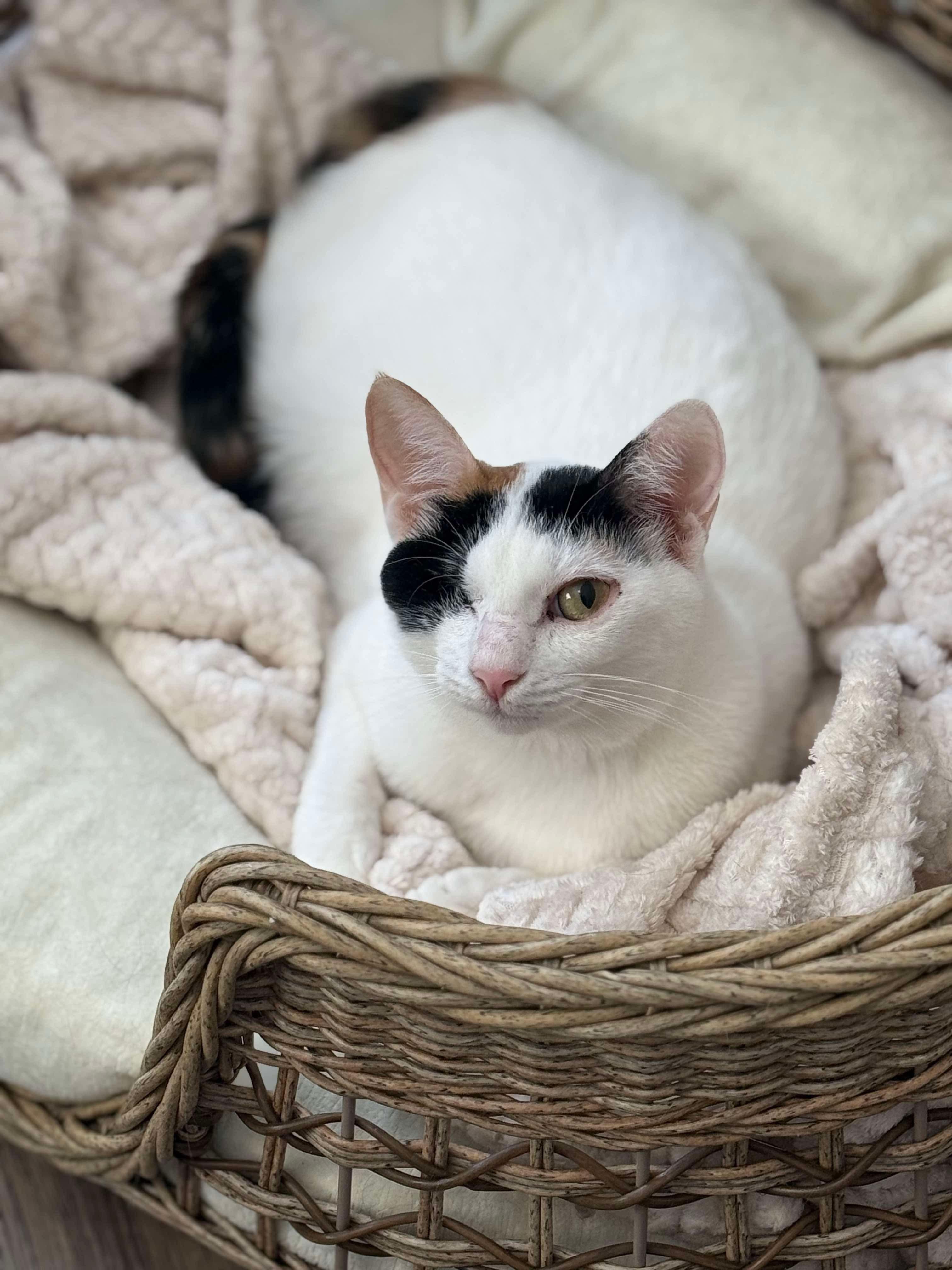 E-ball, Adoptable, Young Female Egyptian Mau.