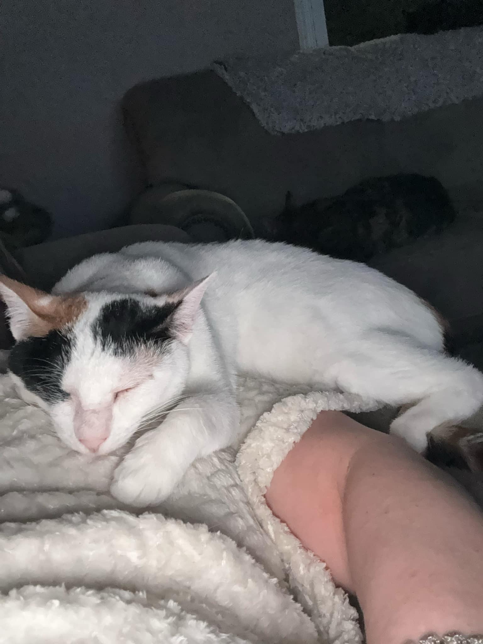 E-ball, a Adoptable Egyptian Mau in Stoughton, WI image 4/5