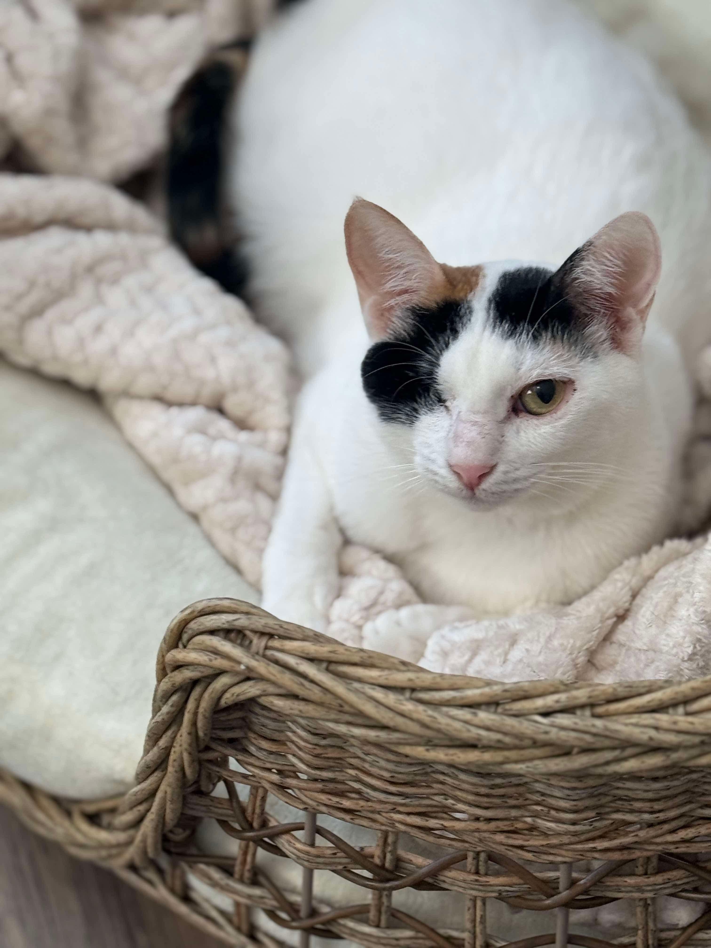 E-ball, a Adoptable Egyptian Mau in Stoughton, WI image 5/5