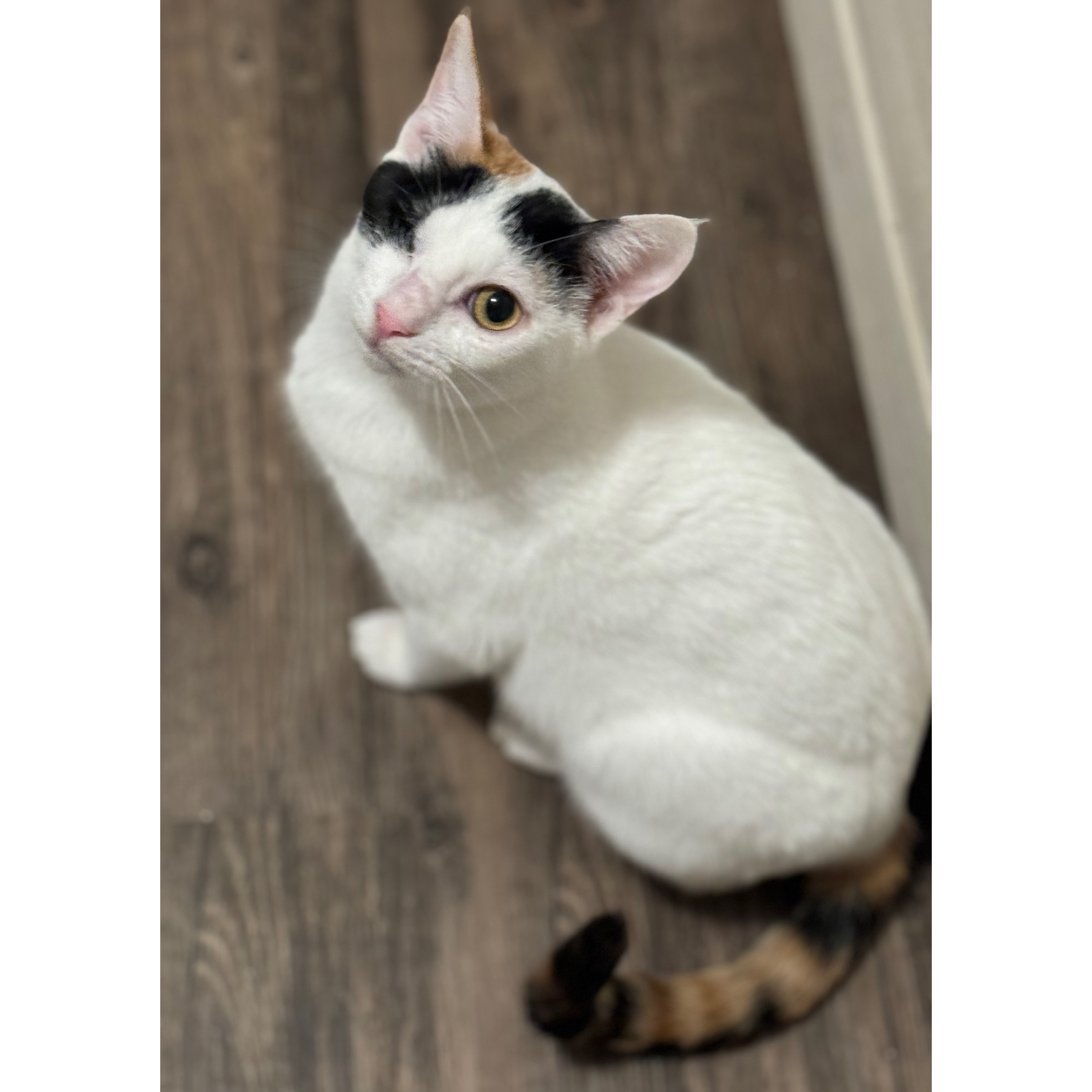 E-ball, a Adoptable Egyptian Mau in Stoughton, WI image 2/5