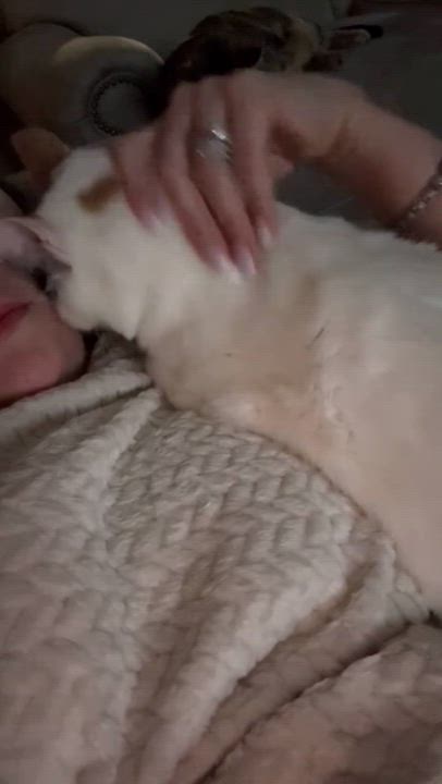 Enlarge E-ball, a Adoptable Egyptian Mau in Stoughton, WI video 3/5