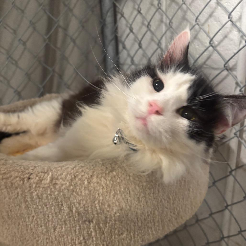 Enlarge Perseus 1C26, a Adoptable Domestic Long Hair in Napoleon, OH image 1/6