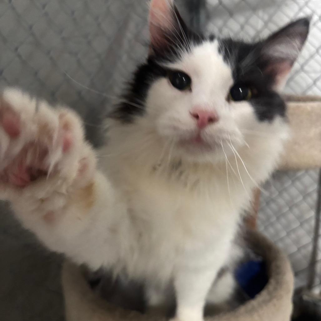 Enlarge Perseus 1C26, a Adoptable Domestic Long Hair in Napoleon, OH image 2/6