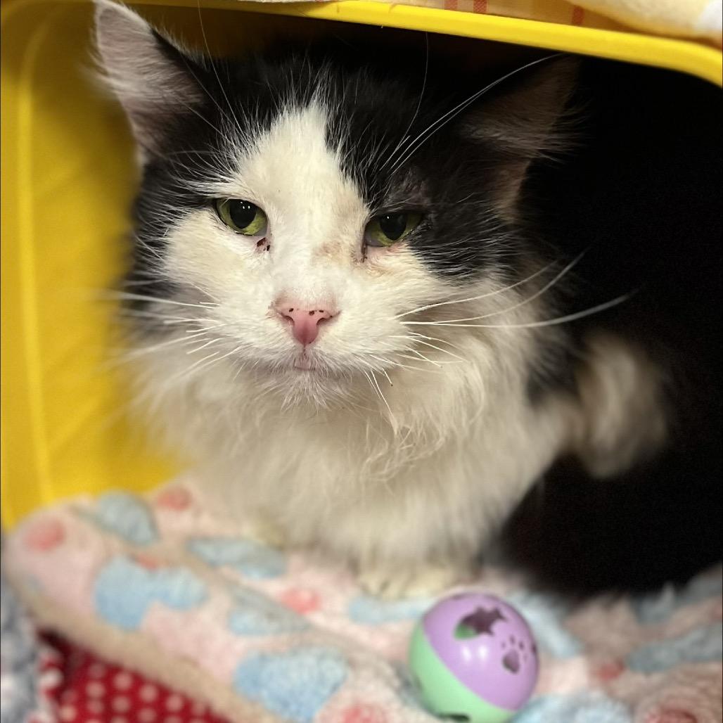 Enlarge Perseus 1C26, a Adoptable Domestic Long Hair in Napoleon, OH image 3/6