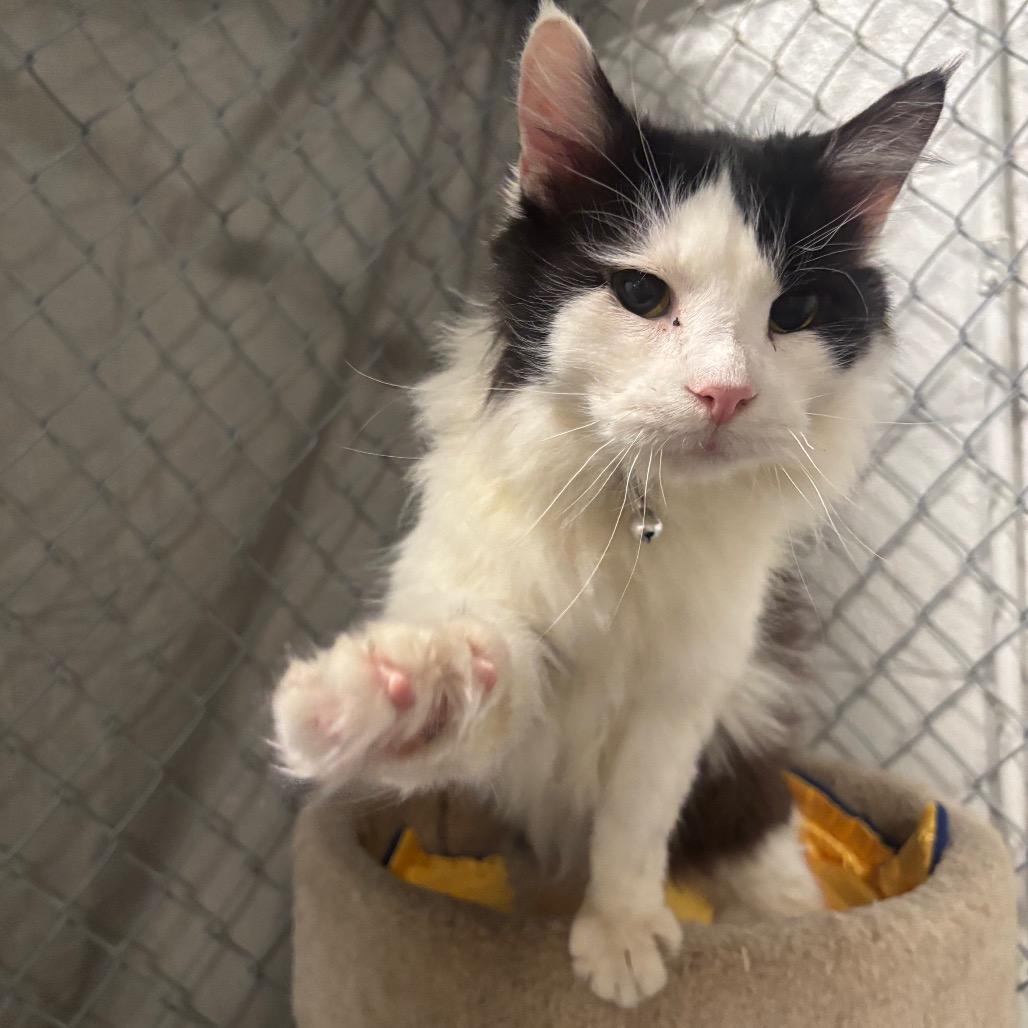 Enlarge Perseus 1C26, a Adoptable Domestic Long Hair in Napoleon, OH image 4/6