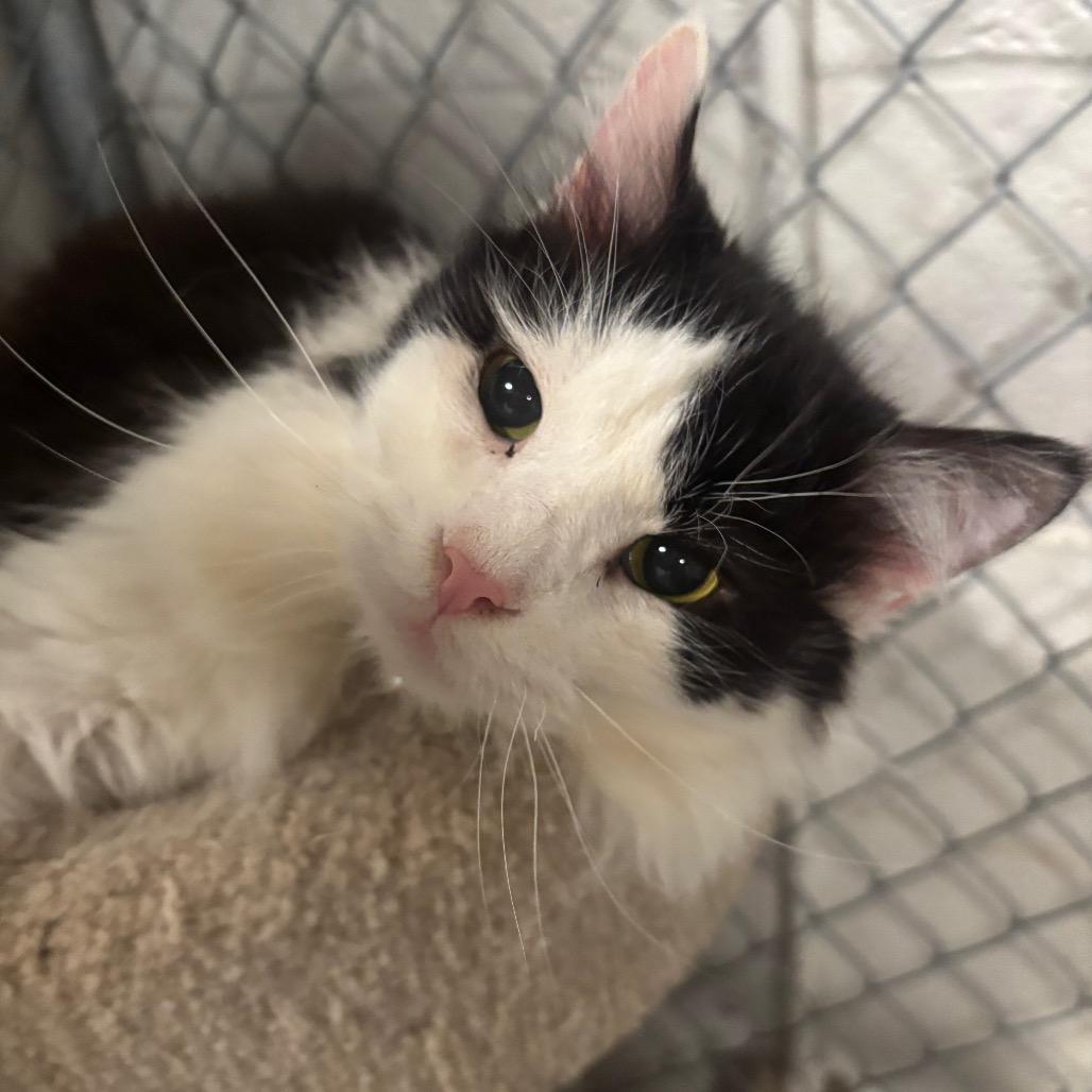 Enlarge Perseus 1C26, a Adoptable Domestic Long Hair in Napoleon, OH image 5/6