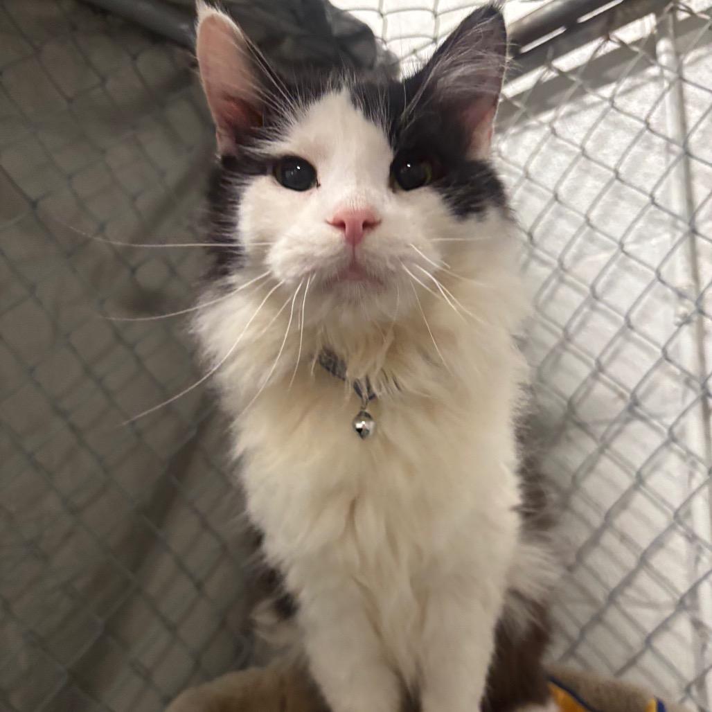 Enlarge Perseus 1C26, a Adoptable Domestic Long Hair in Napoleon, OH image 6/6