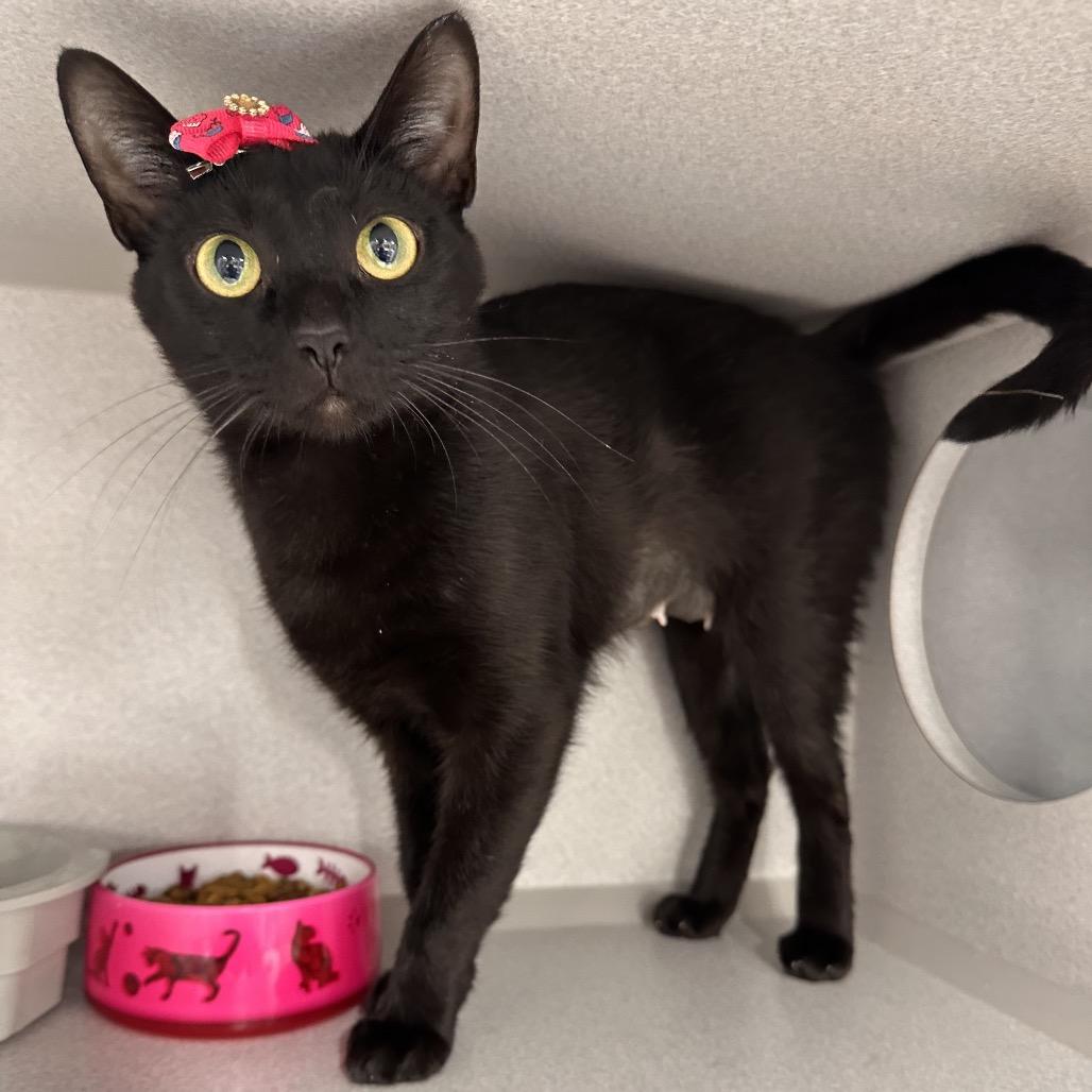Enlarge Dixie, a Adoptable Domestic Short Hair in Mount Vernon, IN image 1/6