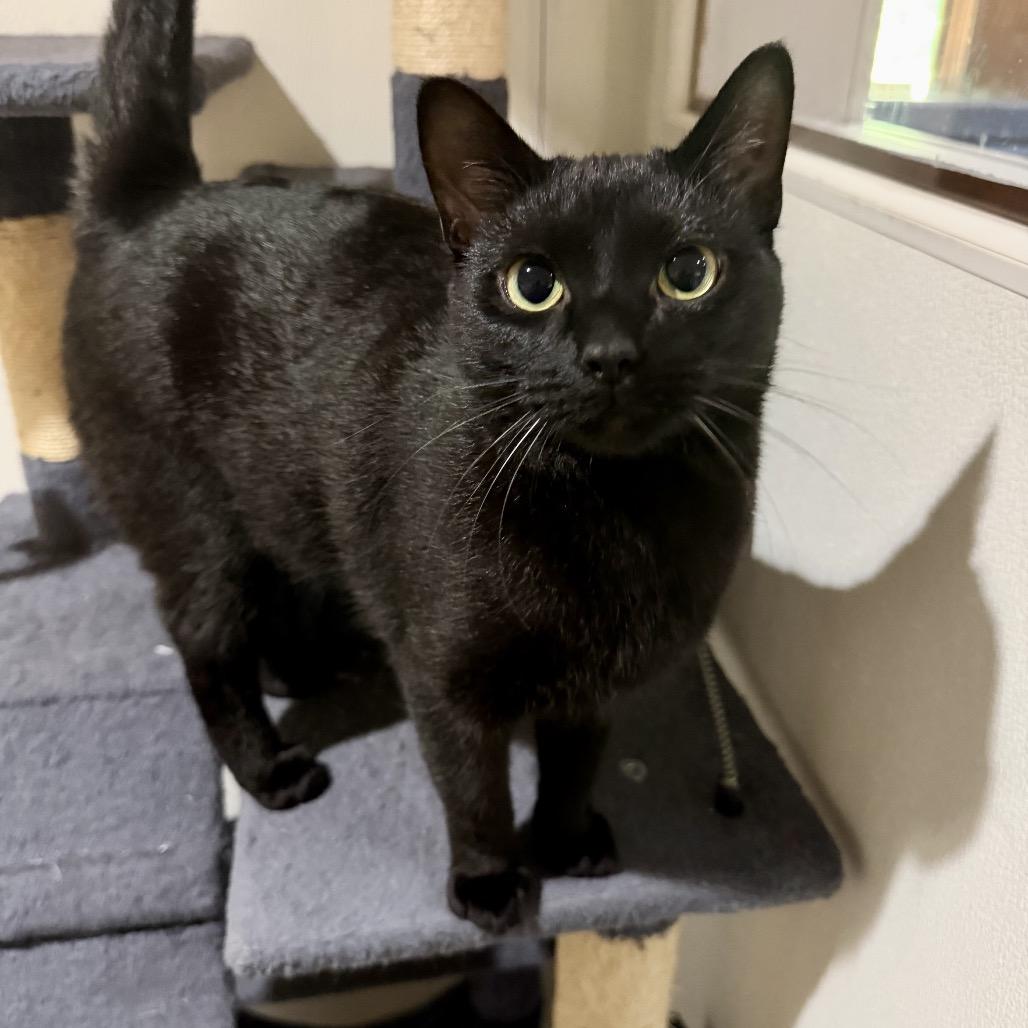 Enlarge Dixie, a Adoptable Domestic Short Hair in Mount Vernon, IN image 2/6