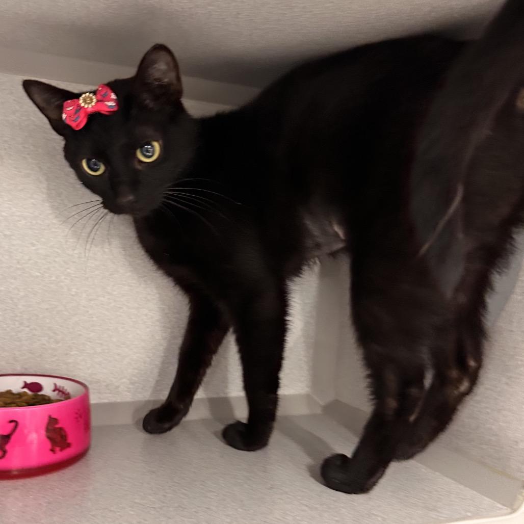 Enlarge Dixie, a Adoptable Domestic Short Hair in Mount Vernon, IN image 3/6