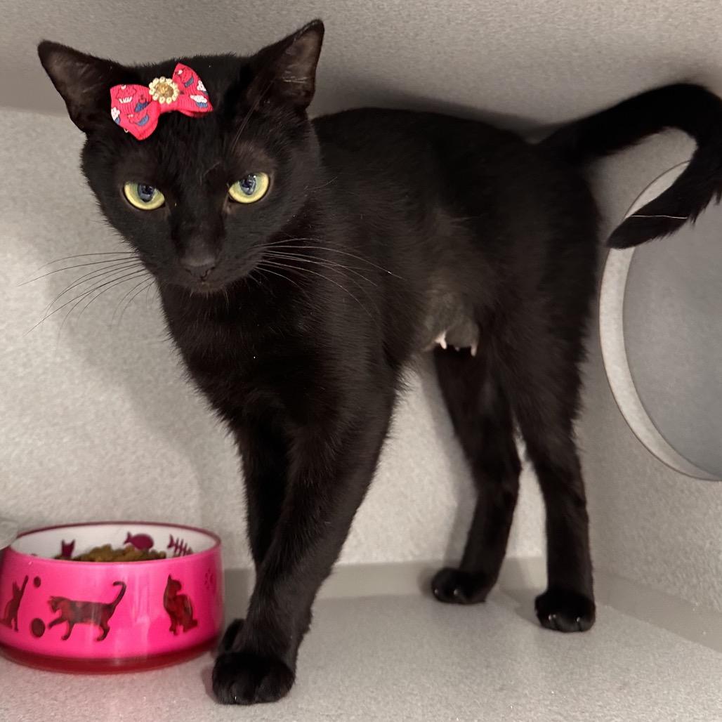 Enlarge Dixie, a Adoptable Domestic Short Hair in Mount Vernon, IN image 4/6