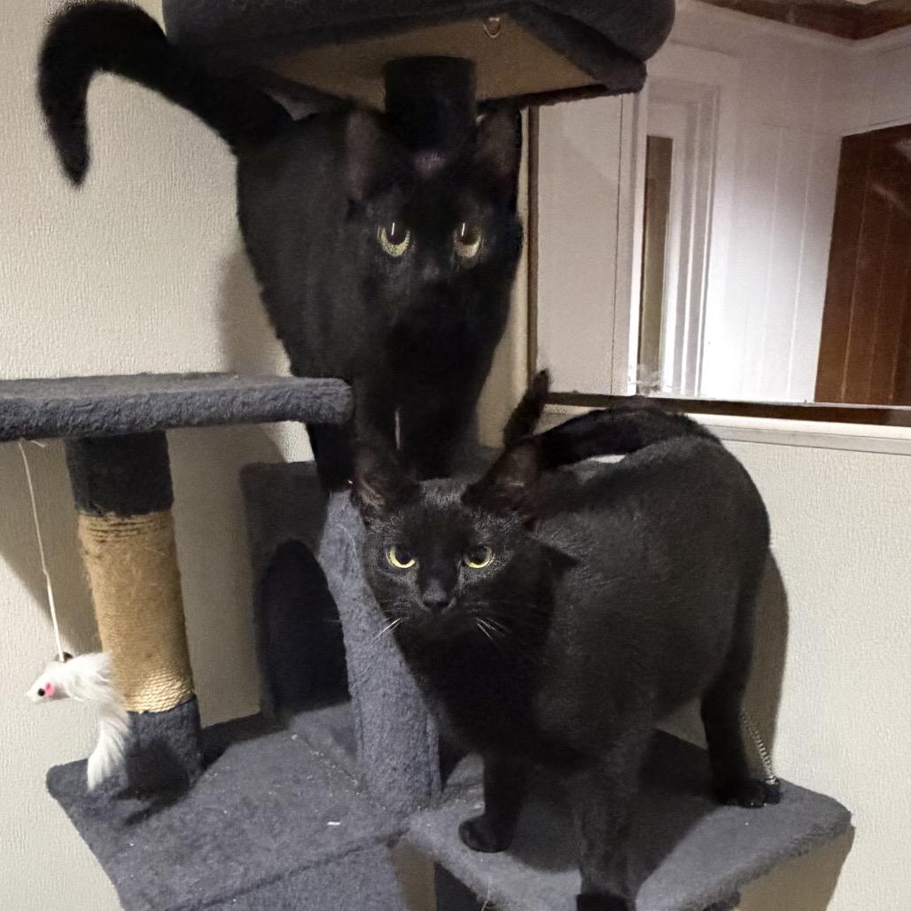 Enlarge Dixie, a Adoptable Domestic Short Hair in Mount Vernon, IN image 5/6