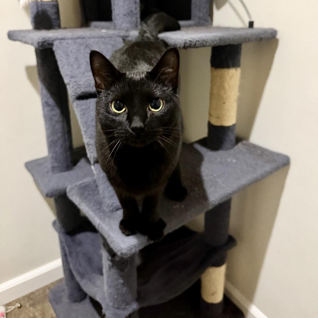 Enlarge Dixie, a Adoptable Domestic Short Hair in Mount Vernon, IN image 6/6