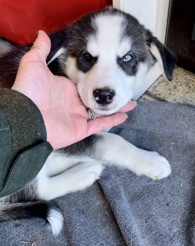 Carsey, a Adopted Husky in STE-MARGUERITE-DU-LAC-MASSON, QC image 1/2